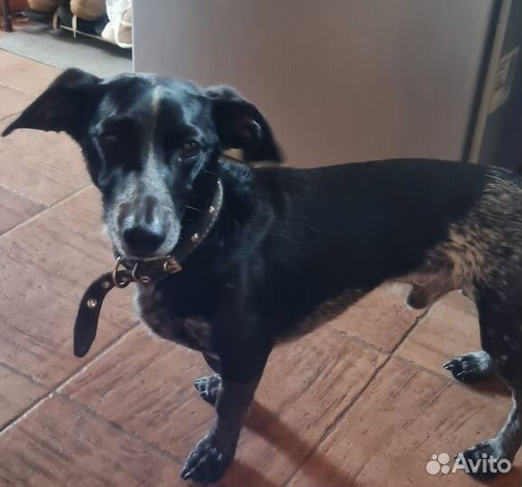 Найдена собака