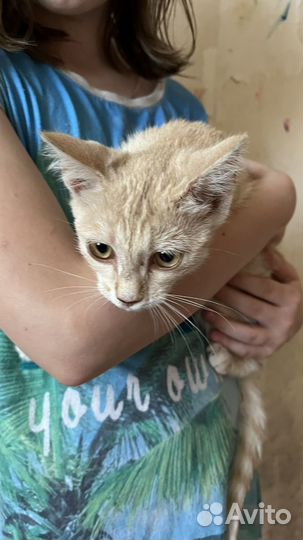 Кошечка в добрые руки