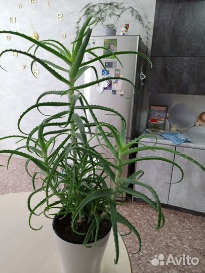 Алоэ столетник лечебное