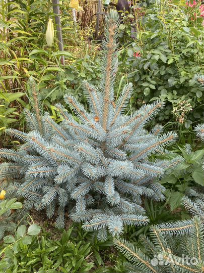 Ель голубая