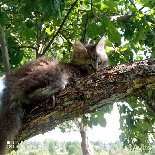 Котята Мейн Кун