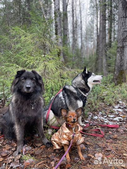 Выгул собак
