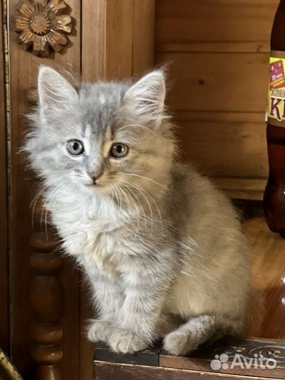 Котята девочки