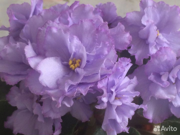 Фиалки сортовые, листья, детки, взрослые растения