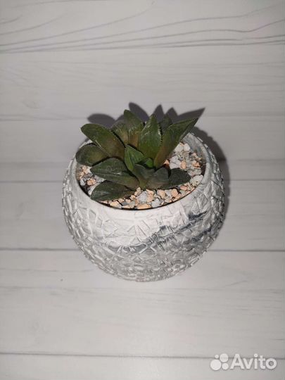 Хавортия суккулент в кашпо