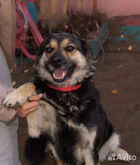 Собака в добрые руки