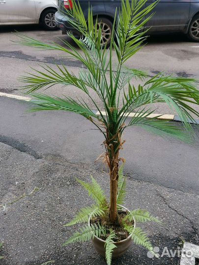 Пальма, стрелиция, агава, деревья