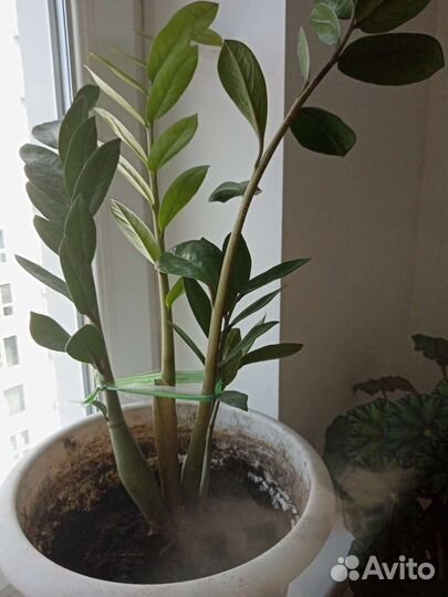 Замиокулькас