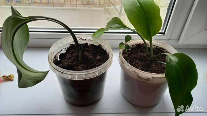 Комнатные цветы