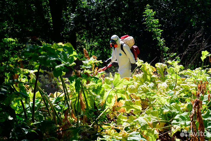 Уничтожение борщевика, клещей, комаров на участке