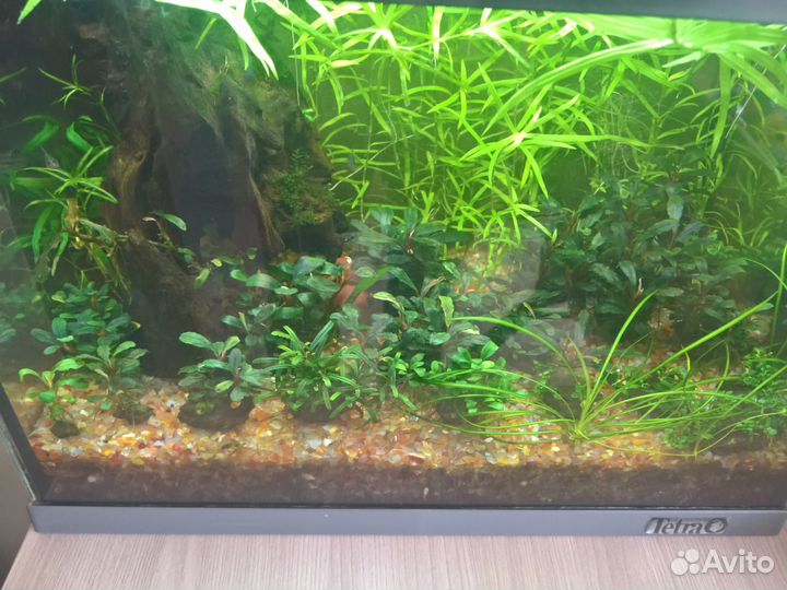 Буцефаландры