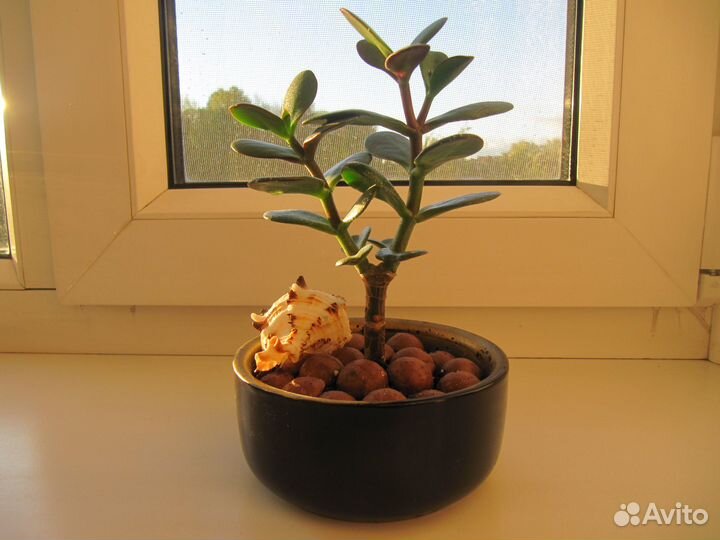 Денежное дерево (толстянка крассула)