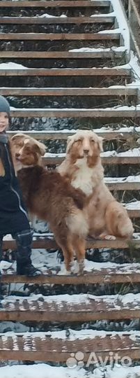 Овчарка Аусси девочка