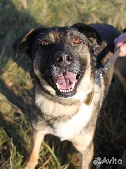 Собака в добрые руки отдам бесплатно