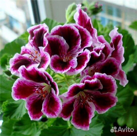 Пеларгония