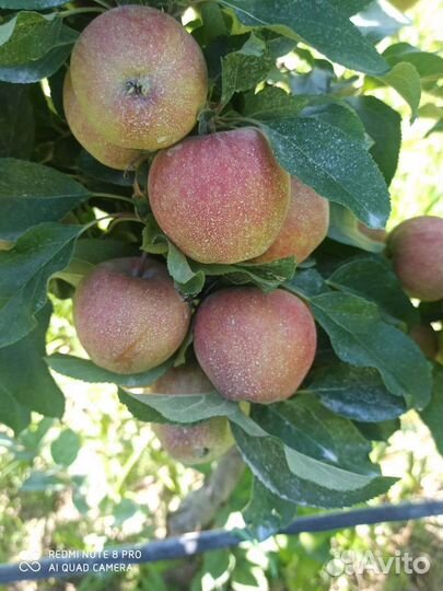 Яблоки груши Оптом