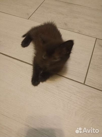 Черный котенок