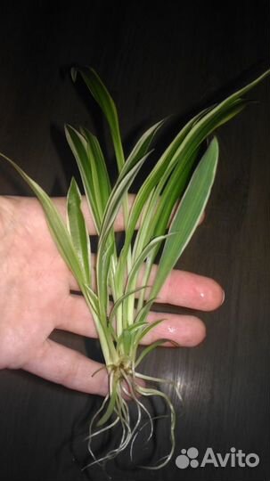 Хлорофитум