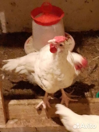 Молодые петушки