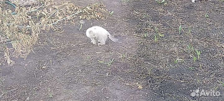 Кошки в добрые руки даром