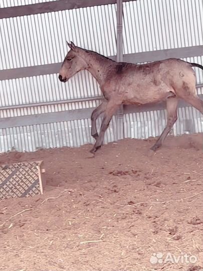 Къ жеребята