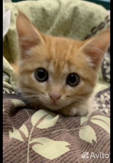 Котик в добрые руки