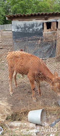 Бычок бычки телята теленок