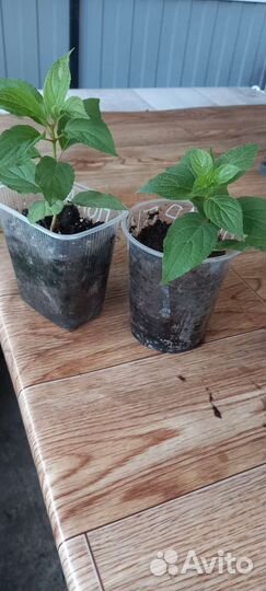 Гортензия метельчатая