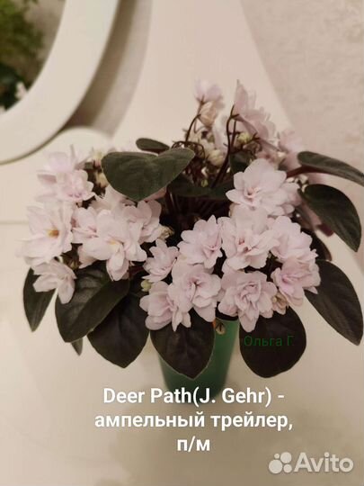 Фиалки трейлеры(детки, стартёры, пасынки, черенки)