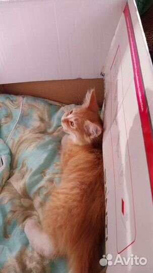 Кошка в дар бесплатно