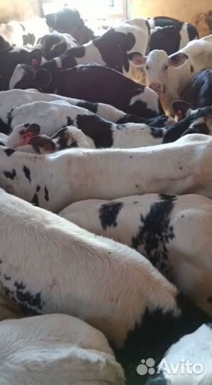 Бычки и телята