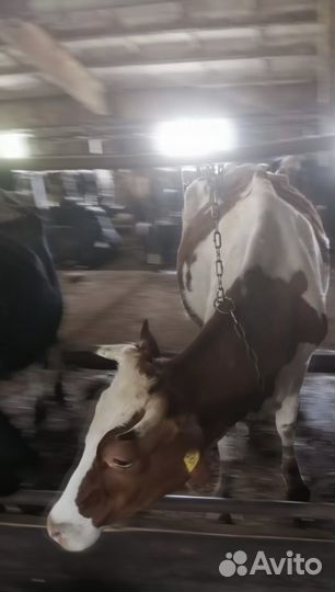 Быки и телки