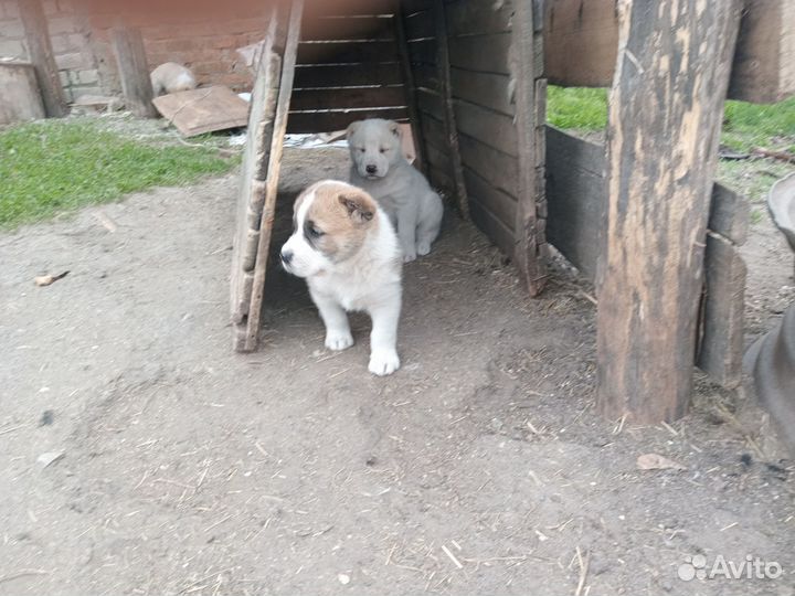 Щенки кавказской овчарки