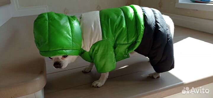 Зимний комбинезон для маленькой собачки