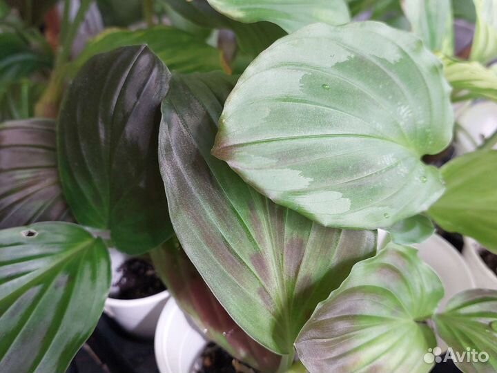 Кемпферия красавица