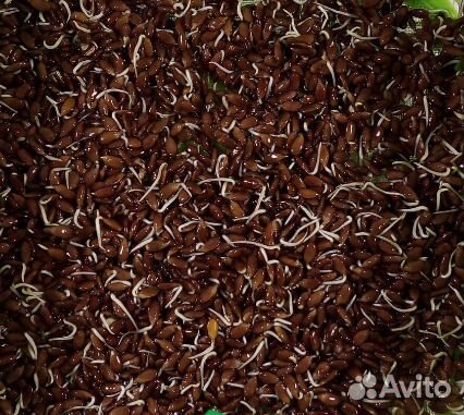 Семена для микрозелени