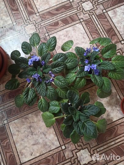 Продам фиалки