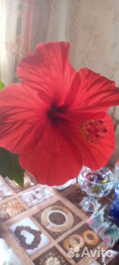 Домашние комнатные цветы