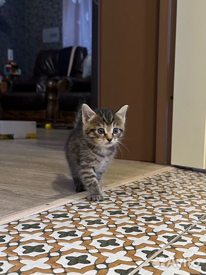 Котята в добрые руки от домашней кошки