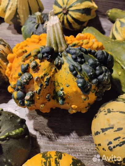 Тыква декоративная