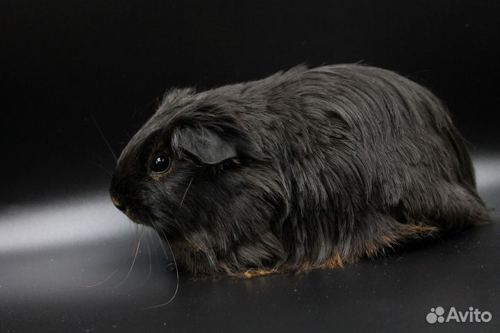 Морская свинка шелти