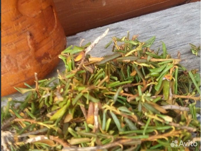 Саган Дайля. Рододендрон Адамса. фито чай