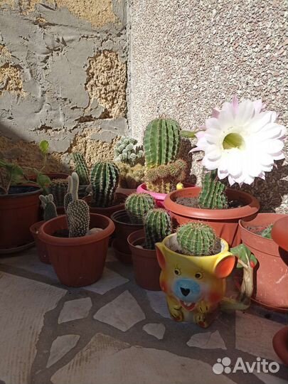 Кактус опунция,Сансевиерия, Алое