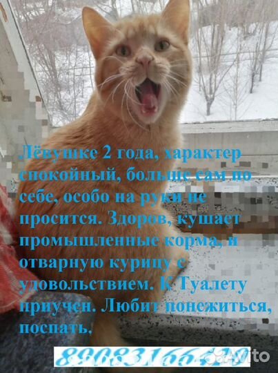 Котейки добрым хозяевам