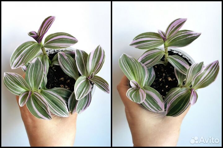 Традесканция Lilak mini