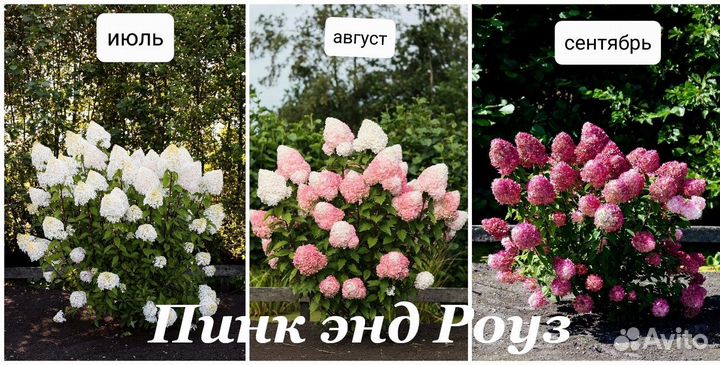 Метельчатые гортензии Бокино