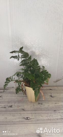 Папоротник, стрелиция Николая