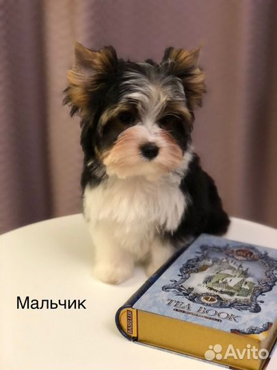 Щенки бивер терьера