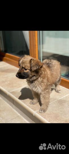 Щенки девочки, очень нужен дом