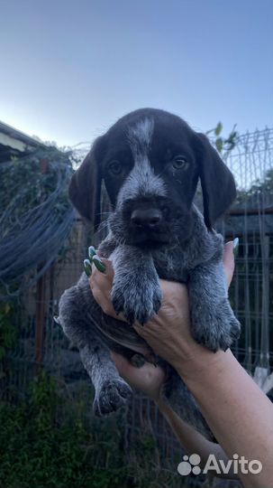 Щенок дратхаара